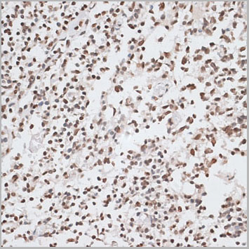 product-image-AAA30721_IHC3.jpg