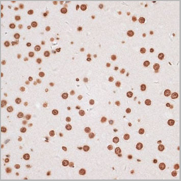 product-image-AAA30721_IHC4.jpg