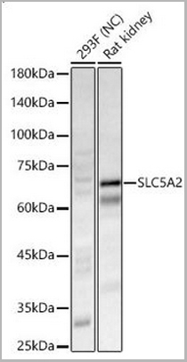 product-image-AAA30730_WB6.jpg