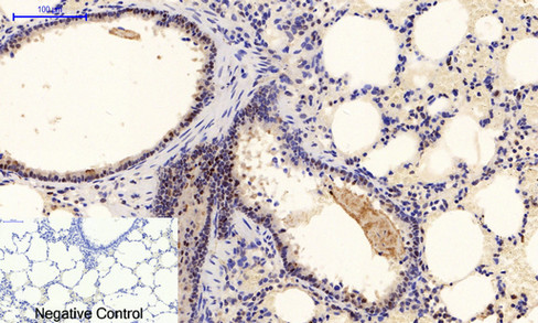 product-image-AAA30747_IHC4.png