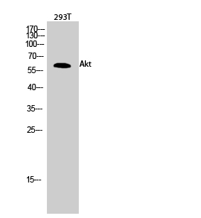 product-image-AAA30748_WB3.png
