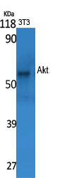 product-image-AAA30748_WB4.png