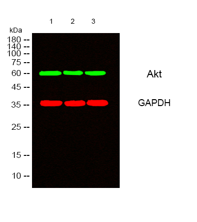 product-image-AAA30748_WB5.png