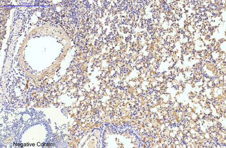 product-image-AAA30772_IHC5.png
