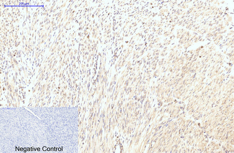 product-image-AAA30772_IHC7.png