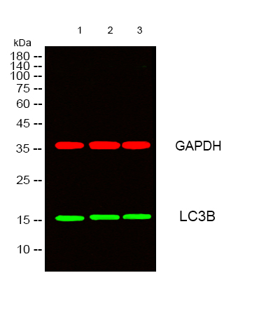 product-image-AAA30772_WB8.png