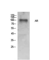 product-image-AAA30774_WB.png
