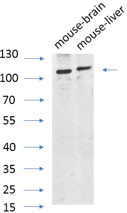 product-image-AAA30774_WB6.png