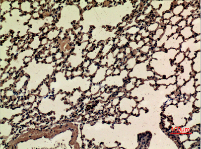 product-image-AAA30778_IHC.png