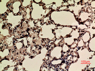 product-image-AAA30778_IHC5.png