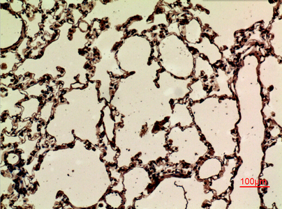 product-image-AAA30778_IHC6.png