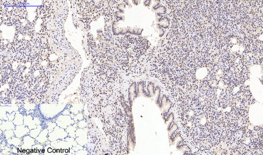 product-image-AAA30783_IHC3.png