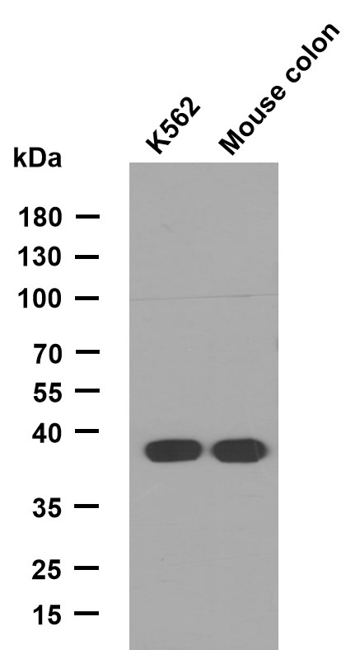 product-image-AAA30794_APP2.png