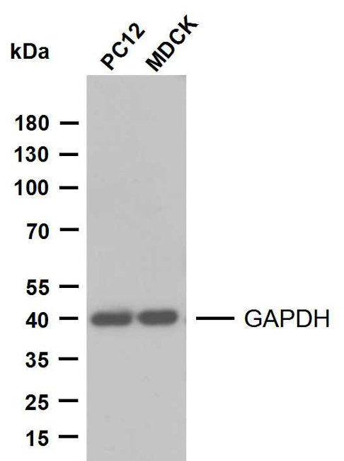 product-image-AAA30794_APP5.png
