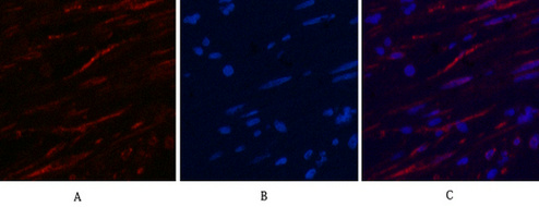 product-image-AAA30795_WB.png