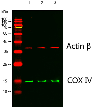 product-image-AAA30797_IHC6.png