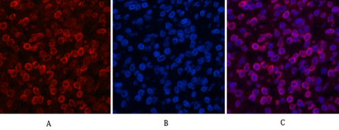 product-image-AAA30799_WB.png