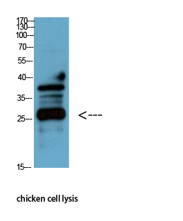 product-image-AAA30800_WB4.png
