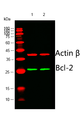product-image-AAA30800_WB6.png