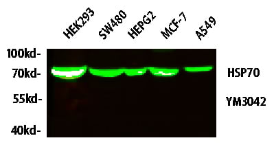 product-image-AAA30801_IF10.png