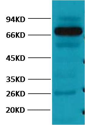 product-image-AAA30801_IF11.png