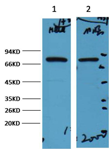 product-image-AAA30801_IF9.png