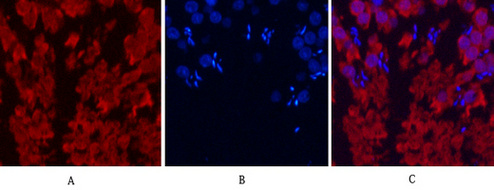 product-image-AAA30801_IHC8.png
