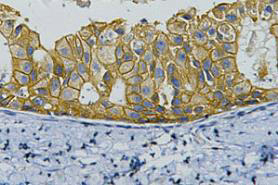 product-image-AAA30802_IHC7.png