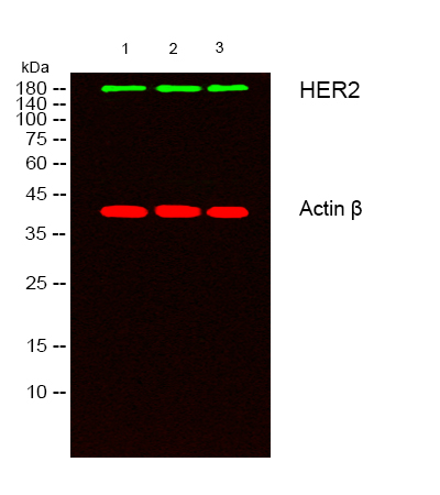 product-image-AAA30802_IHC8.png