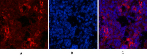 product-image-AAA30802_WB.png