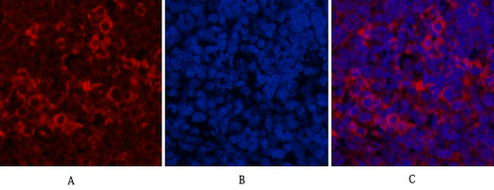 product-image-AAA30802_WB2.png