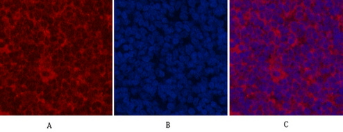 product-image-AAA30806_APP2.png