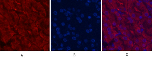 product-image-AAA30806_WB.png
