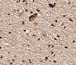 product-image-AAA308182_IHC13.gif