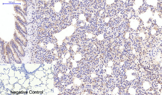 product-image-AAA30825_IHC6.png