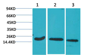 product-image-AAA30825_IHC7.png