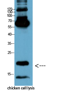 product-image-AAA30825_IHC8.png