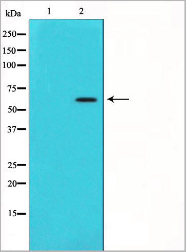 product-image-AAA30920_WB.jpg
