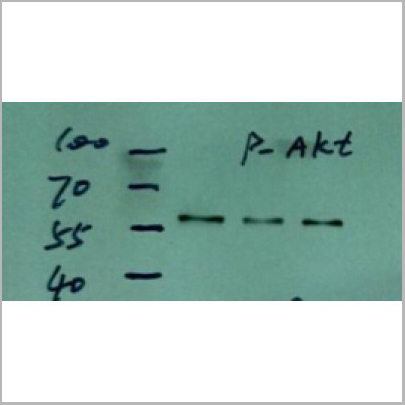 product-image-AAA30920_WB3.jpg