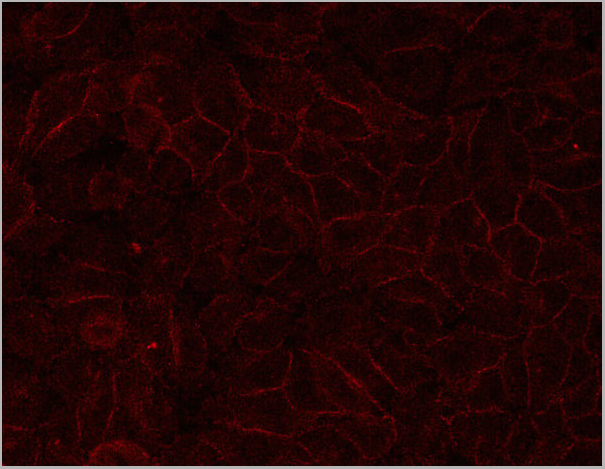 product-image-AAA30922_IHC2.jpg