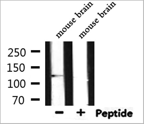 product-image-AAA30922_WB3.jpg