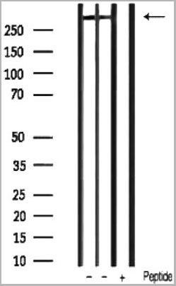 product-image-AAA30924_WB2.jpg