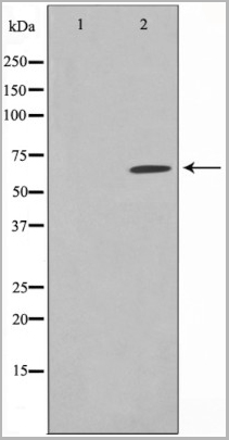 product-image-AAA30926_WB5.jpg