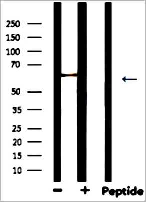 product-image-AAA30926_WB7.jpg