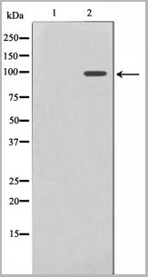product-image-AAA30928_WB.jpg