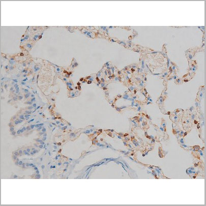 product-image-AAA30930_IHC5.jpg