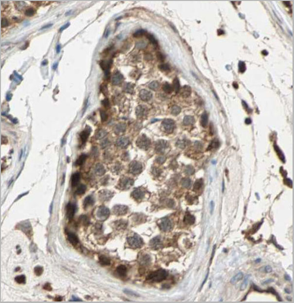 product-image-AAA30930_IHC9.jpg
