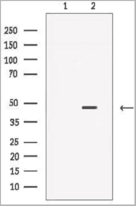 product-image-AAA30932_WB.jpg