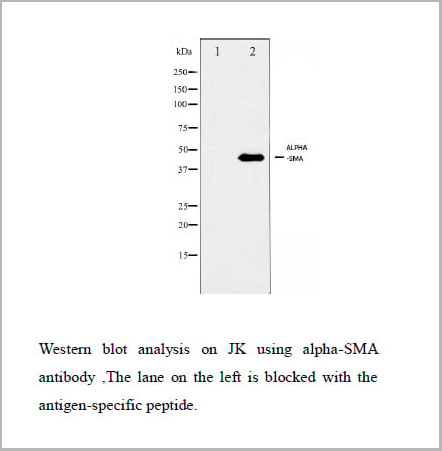 product-image-AAA30933_WB.jpg