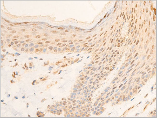 product-image-AAA30934_IHC10.jpg